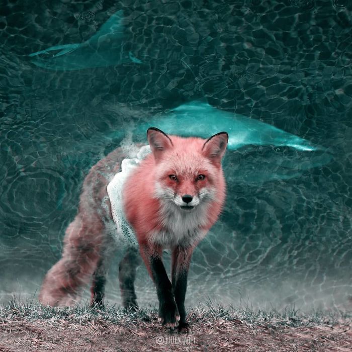 Fotomontajes de animales en photoshop Diseñoscreativos.com